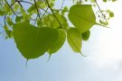 * 新床褥随着您迁入 同日送货 ** 温馨北欧乡村风 ** 