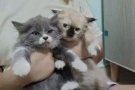 （品种）英国长毛+双色布偶生了。剩两只哦萌萌哒，QQ弹弹，软软糯糯哦 ! 需要的请联系。 WhatsApp 855114