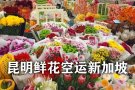 新加坡樟宜机场鲜花空运清关,云南、荷兰鲜花进口新加坡报关流程