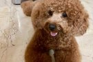 免费领养贵宾犬