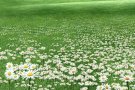 兀兰Woodlands地铁站 对面普通房 出租 （只租1女）