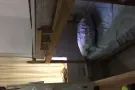 靠近中巴鲁地铁找一马来西亚华人男搭房