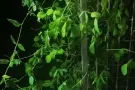老文礼附近想租整套