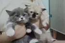 （品种）英国长毛+双色布偶生了。剩两只哦萌萌哒，QQ弹弹，软软糯糯哦 ! 需要的请联系。 WhatsApp 855114