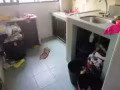 3室+1廳 大牌125 Bukit Merah View 郵政151125