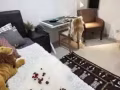 马上入住，近EASB 科挺 马里是他路单人间出租 