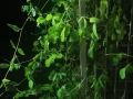 老文禮附近想租整套