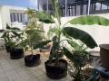 武吉巴督洋房主人房单人房出租 