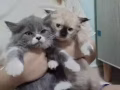 （品種）英國長毛+雙色布偶生了。剩兩隻哦萌萌噠，QQ彈彈，軟軟糯糯哦 ! 需要的請聯繫。 WhatsApp 855114