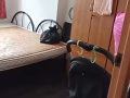 普通房招夫妻