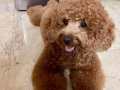 免費領養貴賓犬